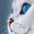 飞天橘猫.