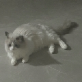 王九菜