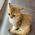 小寶愛吃薯條