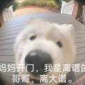為了不這么搞笑而搞笑