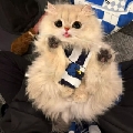 爱藏进星河