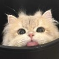 Cc丶可爱言