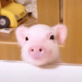 笨猪小森