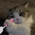 老母鸡lmj