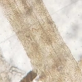 没名字的肥宅