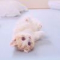 谒冰心