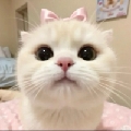 打盹小喵