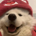 呱呱SG