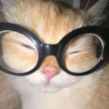 马桶圈公主