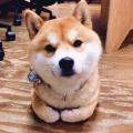 晚安啊木木