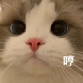 ekko顶尖