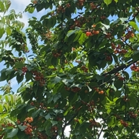 没有名字了没有了