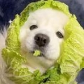 楚恒-萨摩