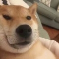 毕加索21843