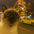 即将步入老年的麦兜