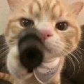 猫布狸