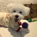 小林林link