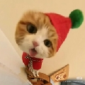 雪顶猫Viko