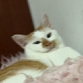 海雾QvQ