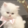 鱼鱼子yuzi