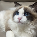 莱斯o