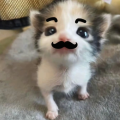 奇迹喵喵佳