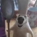 msy玄冰