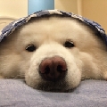 是小段啊