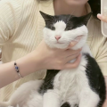 樱桃uu