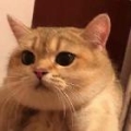 拉菲.
