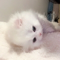 怜小新owo
