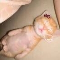 无力的农村入