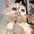 水原希子hh