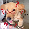 小珍朱