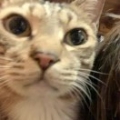 鱼伴猫眠