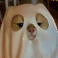 咻咻奔咻咻