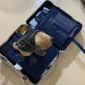 lloRobert