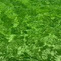 王子哥哥的草莓甜心耶