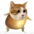 土豆本逗、