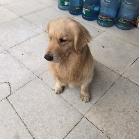 困困的蕾丝摇裤