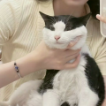 团团子u