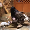 是裴野