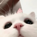 小羊小羊QvQ