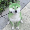 dkwjxb