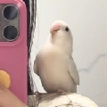 可达鸽psydove