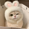 炫彩大蜘蛛