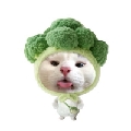 dkwjxb