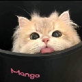 猫猫鹰丶