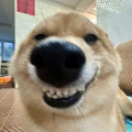 LookPhone