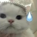 狼子野心-老狼